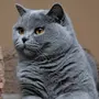 Фотки британской кошки