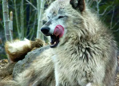 Чеченский волк