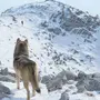 Чеченский волк
