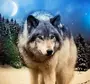 Волки красивые на телефон