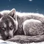Волк Для Срисовки
