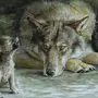 Волк Картинки Для Детей Дошкольного Возраста
