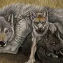 Волчица С Волчонком Рисунок