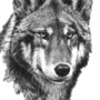 Волк рисунок черно белый