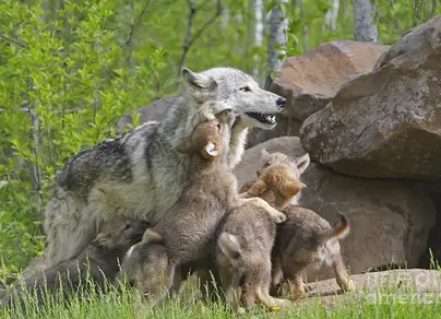 Волк с волчицей и волчатами