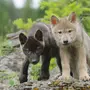 Волк С Волчицей И Волчатами