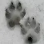 Следы волка на земле
