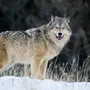 Виды волков и названия