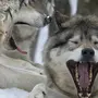 Прикольные фотографии с волком