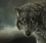 Волк На Рабочий Стол