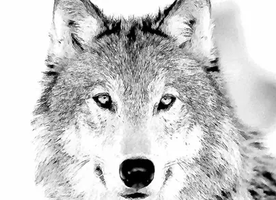 Волк черно белое фото