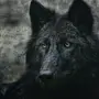 Темный волк