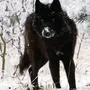 Темный Волк