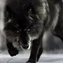 Темный Волк