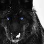 Темный волк