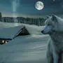 Волк в хорошем качестве на телефон