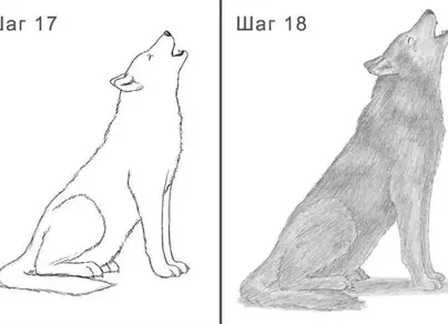 Рисунок серый волк