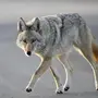 Степной волк