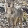 Степной волк