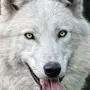 Волк На Аву