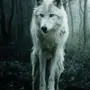 Волк на аву