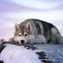 Реальные Волка