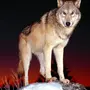Реальные волка
