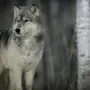 Реальные волка