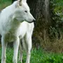 Белый Волк