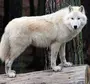 Белый Волк