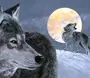 Одинокий волк картинки