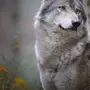Одинокий Волк Картинки