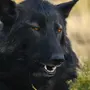Черных волков