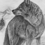 Волк Рисунок Карандашом