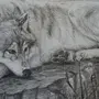 Волк Рисунок Карандашом