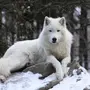 Полярный Волк