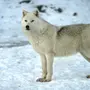 Полярный Волк