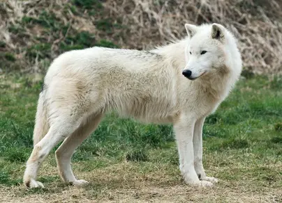 Полярный волк