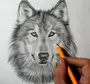 Волк Рисунок Легкий