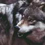 Оскал волка в хорошем качестве