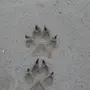 Следы волка на снегу