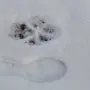 Следы Волка На Снегу