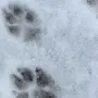 Следы Волка На Снегу