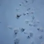 Следы волка на снегу