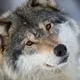 Красивые волков