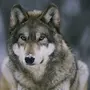 Крутые волка
