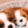 Фотки самых милых собак