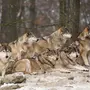 Скачать стаи волков