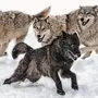 Скачать стаи волков
