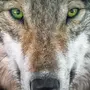 Взгляд волка